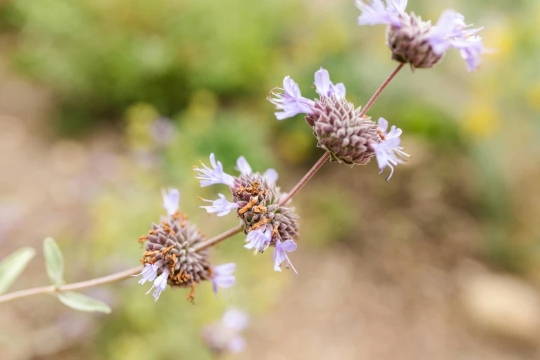 a close up of a plant with purple flowers, antennae, linsey levendall, mint, rusty