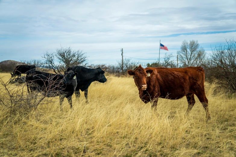 a couple of cows that are standing in the grass, by Linda Sutton, unsplash, land art, oklahoma, redneck, new mexico, 2 0 2 2 photo