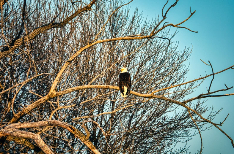 a bald eagle sitting on top of a tree branch, by Carey Morris, pexels contest winner, fan favorite, morning, a tall tree, various posed