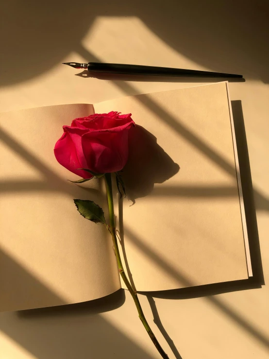 a red rose sitting on top of an open book, an album cover, inspired by Robert Mapplethorpe, unsplash contest winner, sun and shadow, pen and paper, pink rosa, sayem reza