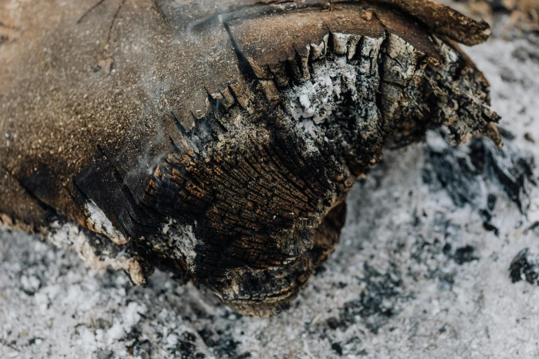 a close up of a shoe in the snow, unsplash, hurufiyya, smouldering charred timber, gaping gills and baleen, tooth wu : : quixel megascans, mammoth