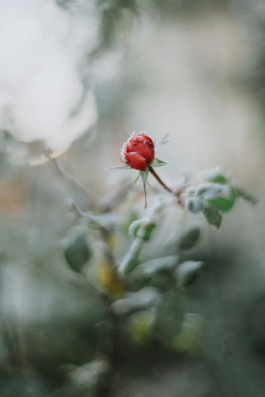 a red flower sitting on top of a leaf covered tree, inspired by Elsa Bleda, unsplash contest winner, icy, rose, thorns, a cozy