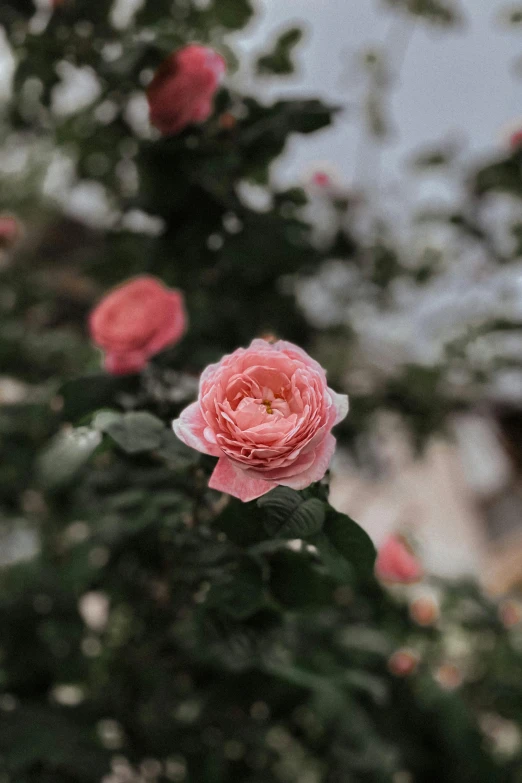 a pink rose is blooming in a garden, a picture, by Robbie Trevino, trending on unsplash, alessio albi, slightly pixelated, crown of mechanical peach roses, smooth tiny details