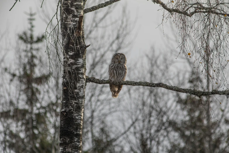 a large owl sitting on top of a tree branch, by Jaakko Mattila, pexels contest winner, hurufiyya, nice slight overcast weather, bright nordic forest, tall thin, dressed in a gray