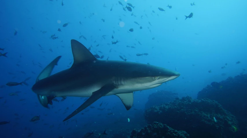 an image of a shark swimming in the ocean, by Greg Rutkowski, pexels contest winner, hurufiyya, coral sea bottom, slide show, actress, madagascar