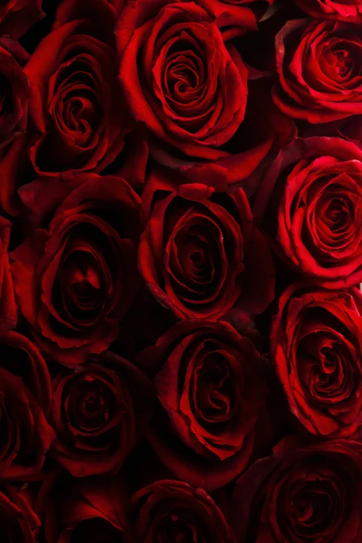 a close up of a bunch of red roses, dark hues, 5 feet away, award - winning details, infinity