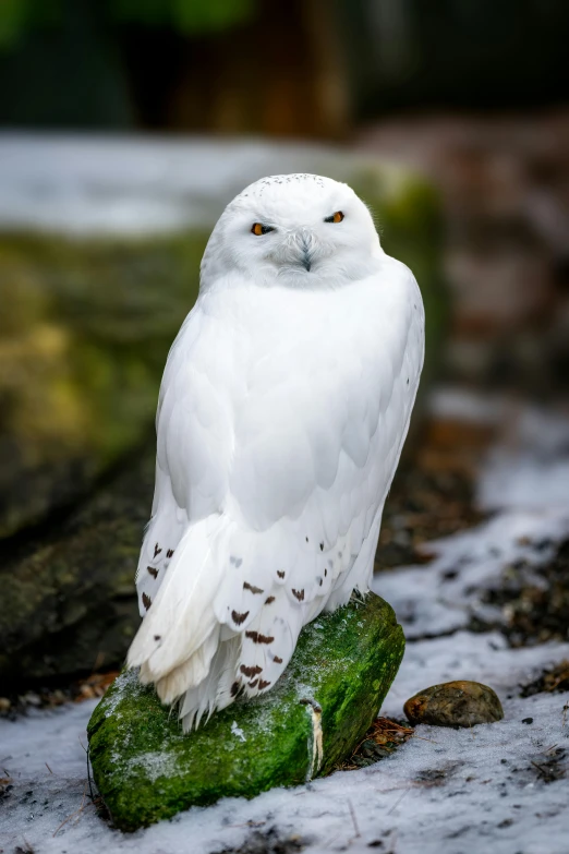 a white owl sitting on top of a green log, a picture, pexels contest winner, hudson river school, icy, regal pose, reykjavik, snow