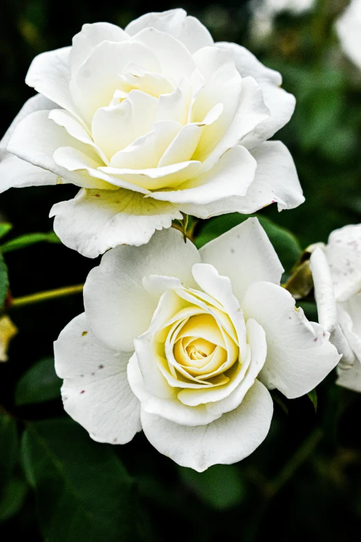 a group of white roses sitting next to each other, slide show, up-close