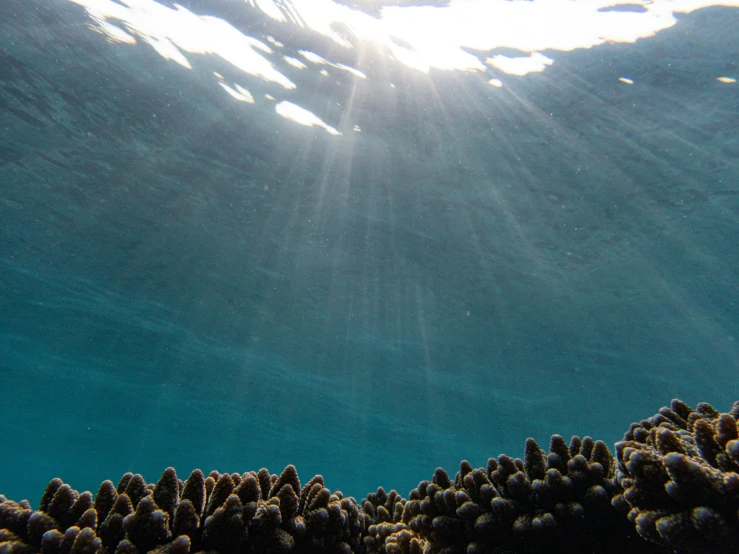 the sun shines through the water over a coral reef, looking upwards, harsh overhead sunlight