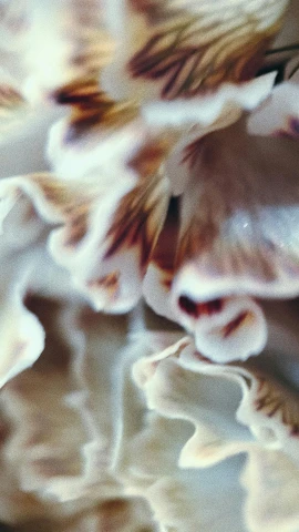a group of shells sitting on top of a table, a macro photograph, by Carey Morris, nick knight, ruffles, loosely cropped, low quality photo