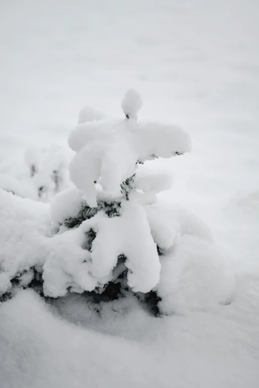 a pile of snow sitting on top of a snow covered ground, inspired by Andy Goldsworthy, unsplash, evergreen branches, frozen like a statue, low quality photo, mid shot photo