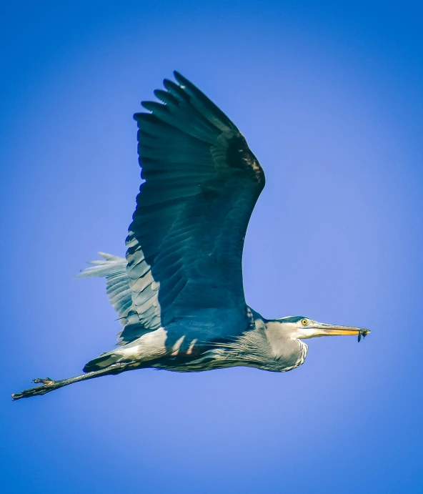 a large bird flying through a blue sky, a photo, by Sven Erixson, pexels contest winner, hurufiyya, heron, slide show, blue gray, high-angle