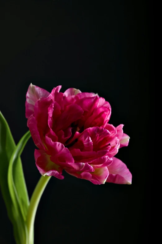 a close up of a pink flower in a vase, inspired by Louis Buvelot, unsplash, on deep black velvet, tulip, rich deep pink, large tall