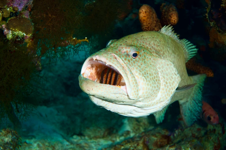 a close up of a fish with its mouth open, pexels contest winner, renaissance, great barrier reef, giant aquarium in natural cave, poop, cod