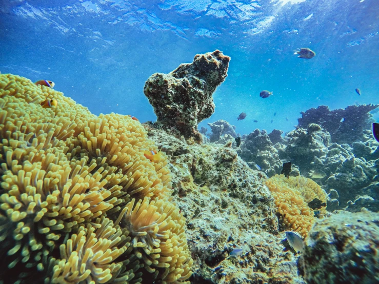 a fish that is swimming in the water, covered in coral, great barrier reef, 🦩🪐🐞👩🏻🦳, panoramic shot