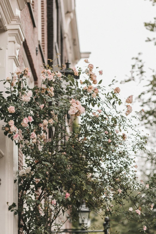 a red fire hydrant sitting on the side of a building, by Christopher Wren, trending on unsplash, romanticism, pastel roses, overhanging branches, soft light 4 k in pink, plants on balconies