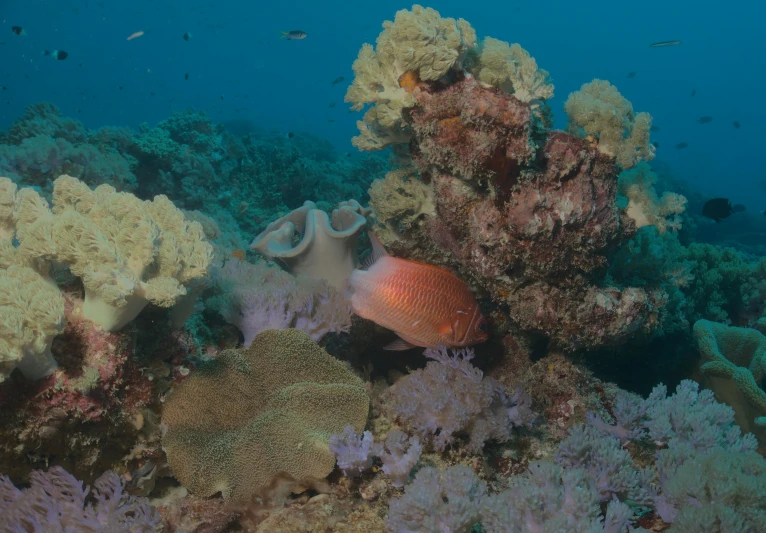 a coral reef with a variety of corals and sponges, a portrait, pexels contest winner, brown, pink, australian, small fish swimming around