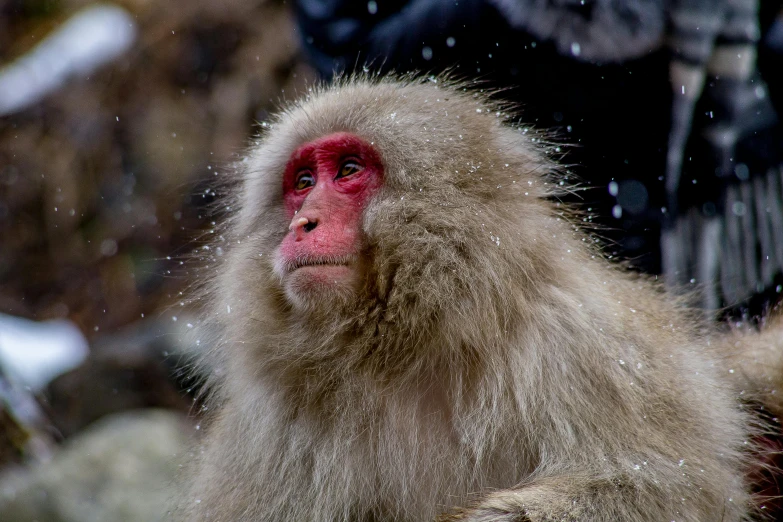 a close up of a monkey in the snow, a portrait, trending on unsplash, mingei, an old lady with red skin, wet skin and windblown hair, 🦩🪐🐞👩🏻🦳, taken in the late 2010s