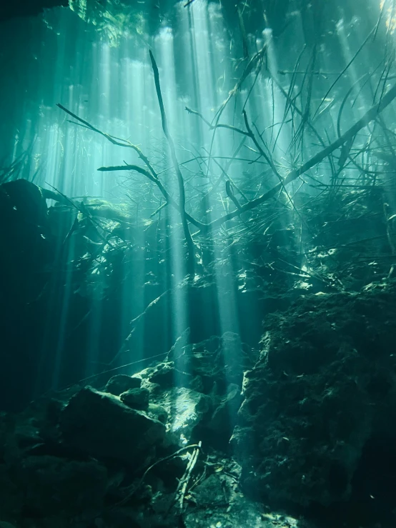 the sun shines through the trees into the water, by Elsa Bleda, happening, a dark underwater scene, by emmanuel lubezki, promo image, multiple stories