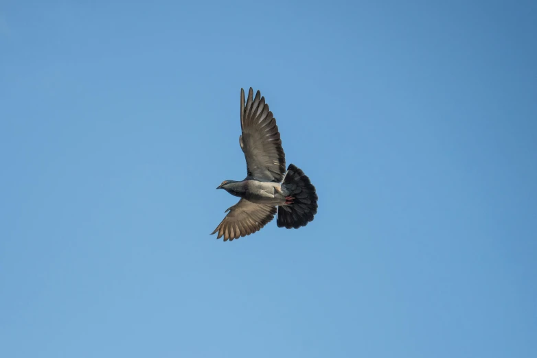 a bird that is flying in the sky, by Jan Rustem, hurufiyya, viewed from the ground, sigma 200mm, dove, low iso