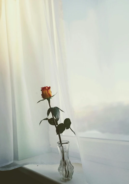 a single rose sitting in a vase on a window sill, an album cover, inspired by Elsa Bleda, unsplash, curtain, early morning sunrise, rinko kawauchi, hotel room