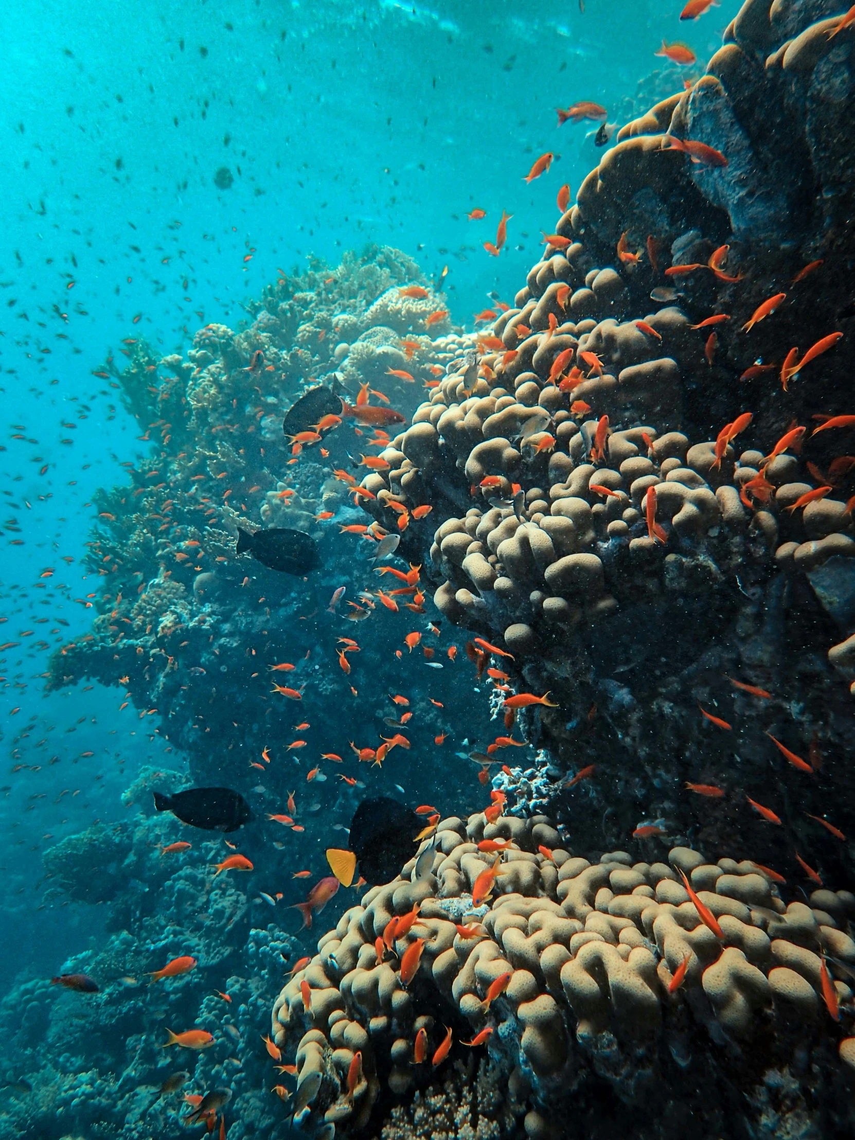 a group of fish swimming around a coral reef, pexels contest winner, cyan and orange, tall shot, snapshot, view from the side”