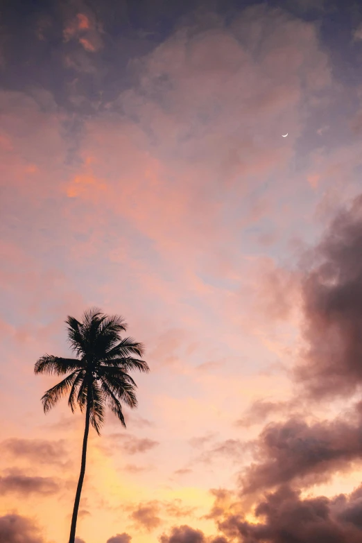 a palm tree is silhouetted against a sunset sky, unsplash contest winner, minimalism, puerto rico, cotton candy clouds, crescent moon in background, indonesia