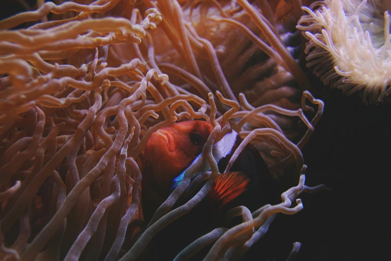 a clown fish hiding in the tentacles of a sea anemone, a portrait, pexels contest winner, renaissance, graphic print, 🦩🪐🐞👩🏻🦳, cinematic. ”, classic beauty