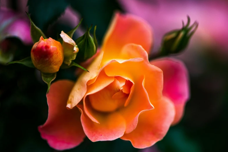 a close up of a flower with a blurry background, by Reuben Tam, trending on unsplash, crown of peach roses, pink and orange colors, flowering buds, a high angle shot