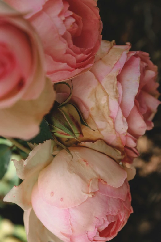 a close up of a bunch of pink roses, inspired by Allan Ramsay, unsplash, romanticism, faded worn, slide show, multicoloured, single