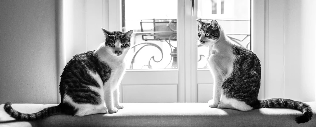 a couple of cats sitting on top of a bed, a black and white photo, by Daniel Gelon, pixabay, sitting in french apartment, adult pair of twins, hunting, piercing eyes