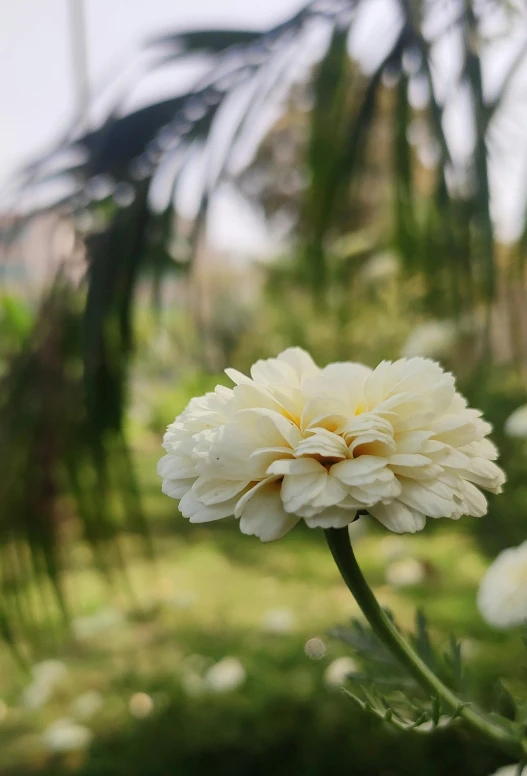 a white flower sitting on top of a lush green field, bangalore, in a cottagecore flower garden, marigold, award - winning