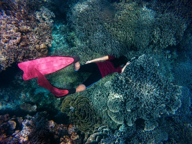 a woman snorking in a coral reef, by Gwen Barnard, pexels contest winner, wearing pink floral chiton, birdseye view, hunting, sarong