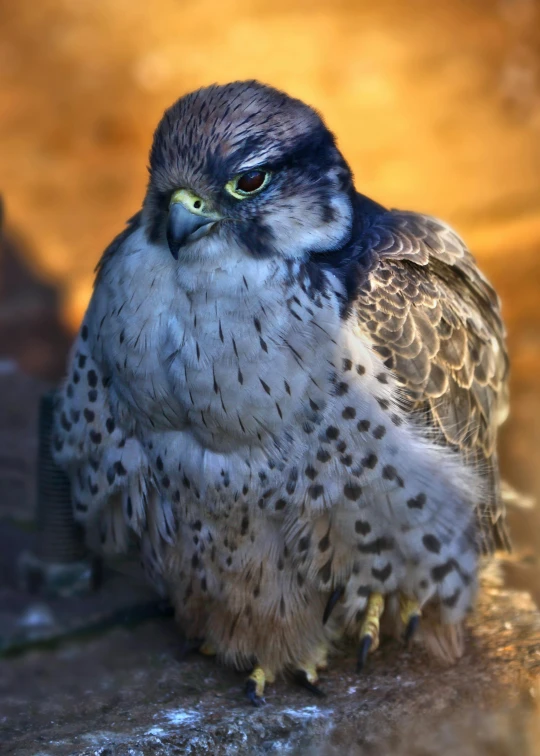 a close up of a bird of prey, a portrait, pexels contest winner, perched on a rock, avatar image, large)}]