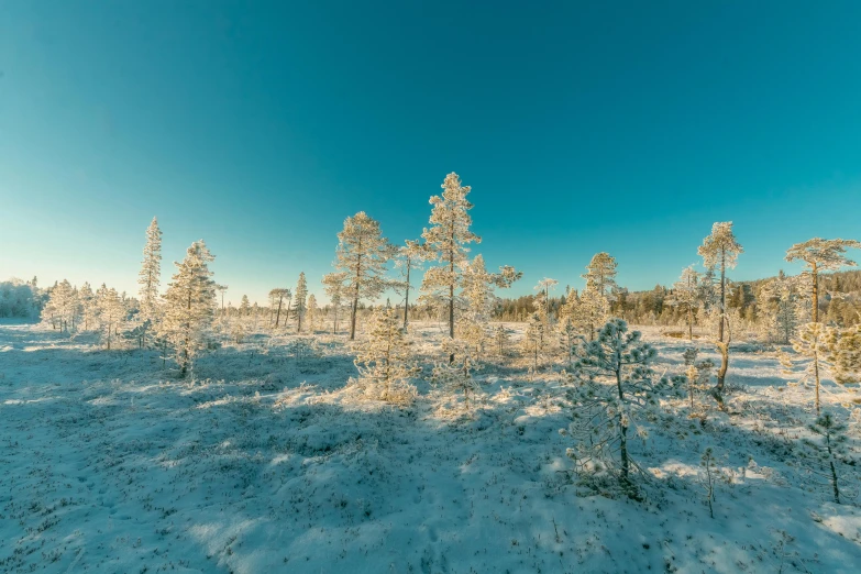 a snow covered field with trees in the background, by Jacob Kainen, pexels contest winner, light blue clear sky, in an arctic forest, sparse pine forest, late afternoon sun