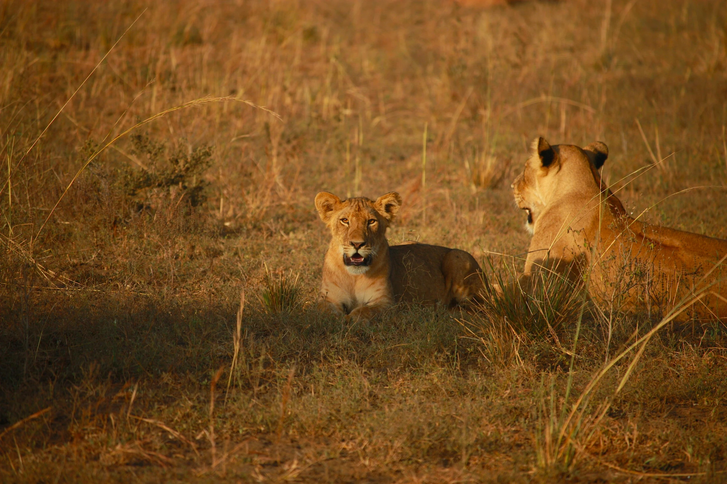 a couple of lions laying on top of a grass covered field, standing in the grass at sunset, fiona staples, in africa, female gigachad