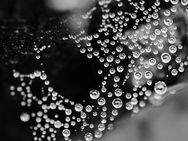 a spider web covered in water droplets, a macro photograph, by Caroline Mytinger, art photography, black + white, bubbly underwater scenery, bubble goth, fine art print