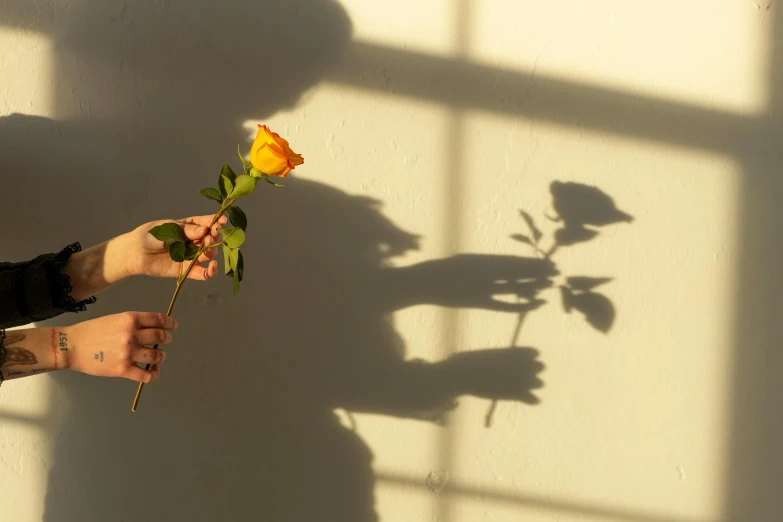 a person holding a flower in front of a window, inspired by Elsa Bleda, unsplash, long shadow, yellow rose, silhouette :7, various posed