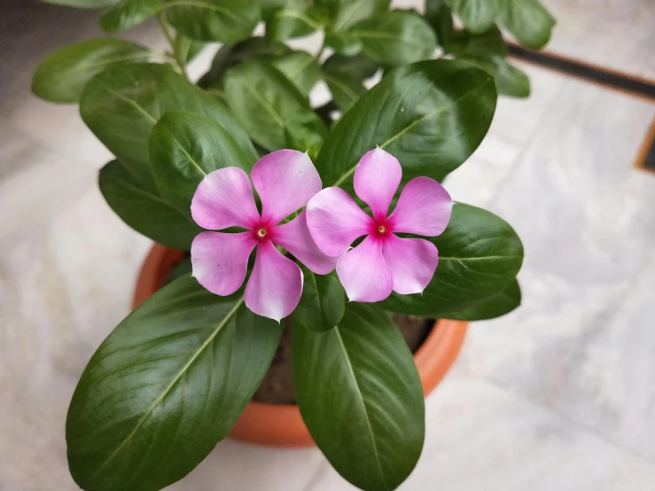 a close up of a flower in a pot, by Pamela Drew, hurufiyya, green and pink, bangalore, indoor, purple foliage