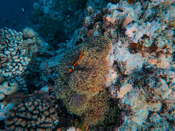 a close up of a sea anemone on a coral reef, pexels contest winner, egypt, 🦩🪐🐞👩🏻🦳, high angle shot, undersea temple with fish