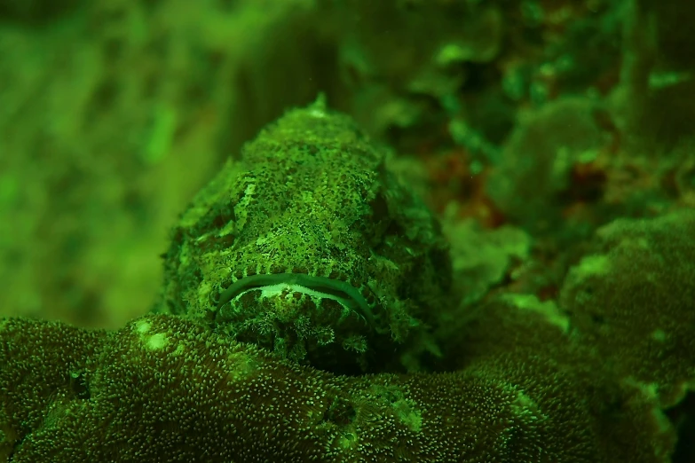 a close up of a green fish on a rock, a portrait, by Adam Marczyński, pixabay contest winner, happening, coral sea bottom, angler fish, camouflaged gear, 2263539546]