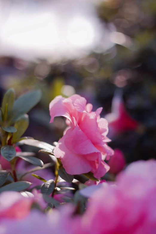 a pink flower sitting on top of a lush green field, hasselblad film bokeh, exploding roses, sun shining, portra 8 0 0 ”
