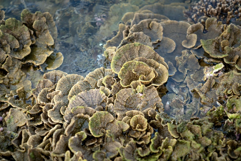 a bunch of moss growing on top of a rock, a microscopic photo, by Carey Morris, unsplash, coral sea bottom, oysters, translucent gills, photo realistic”