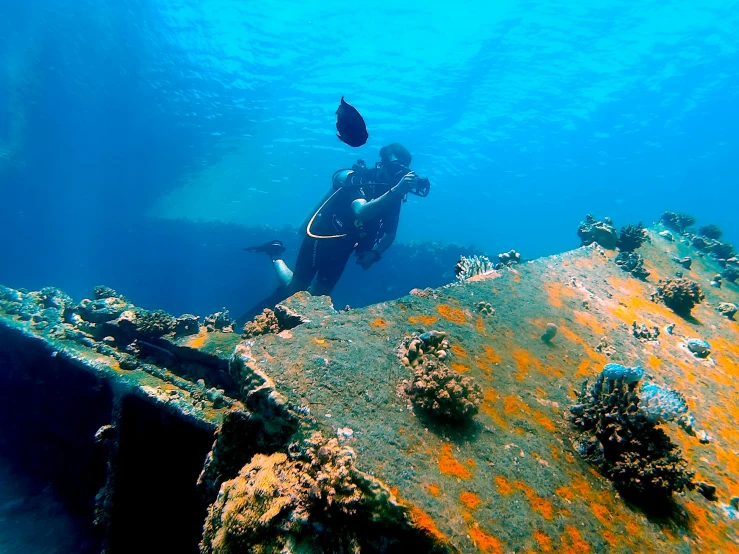a person that is diving in the water, rusted junk, zenobia, thumbnail