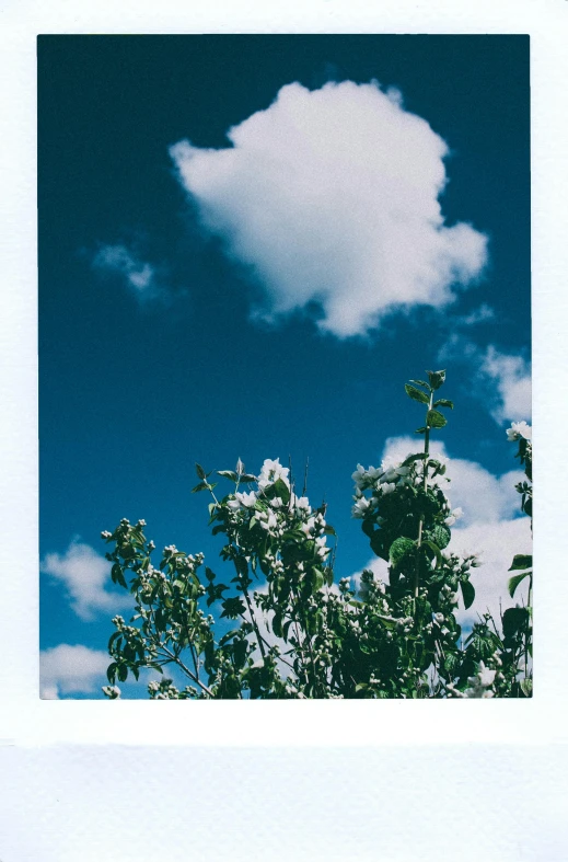 there is a picture of a cloud in the sky, a polaroid photo, inspired by Elsa Bleda, unsplash, blue trees, medium format, midsummer, ansel ]