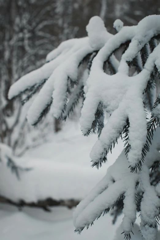 a branch of a pine covered in snow, by Andrew Domachowski, multiple stories, gray, holiday, exterior shot