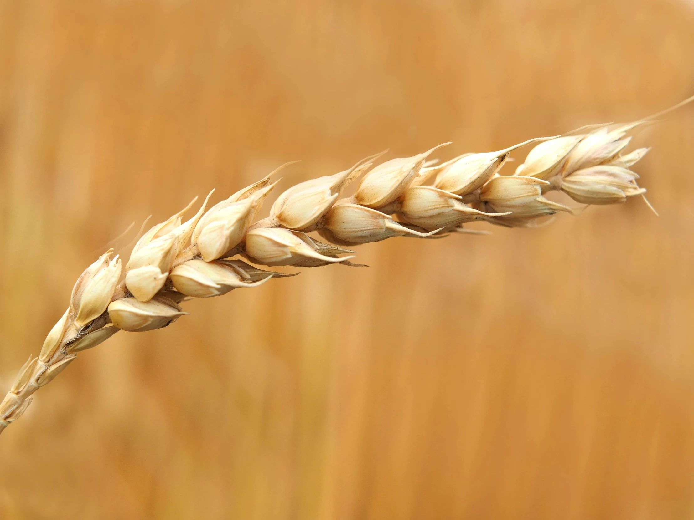 a close up of a stalk of wheat in a field, by David Simpson, hurufiyya, malt, features, multi-part, blending