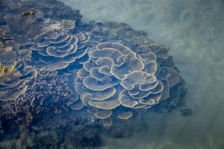 a group of corals growing on top of a rock, unsplash, large pore fungi embroidered, shallow water, maui, 33mm photo