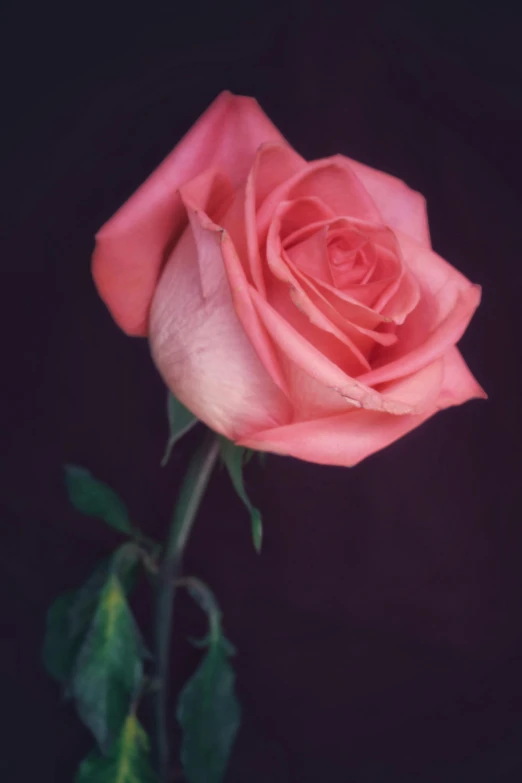 a single pink rose on a stem against a black background, an album cover, unsplash, color ektachrome photograph, photograph ”