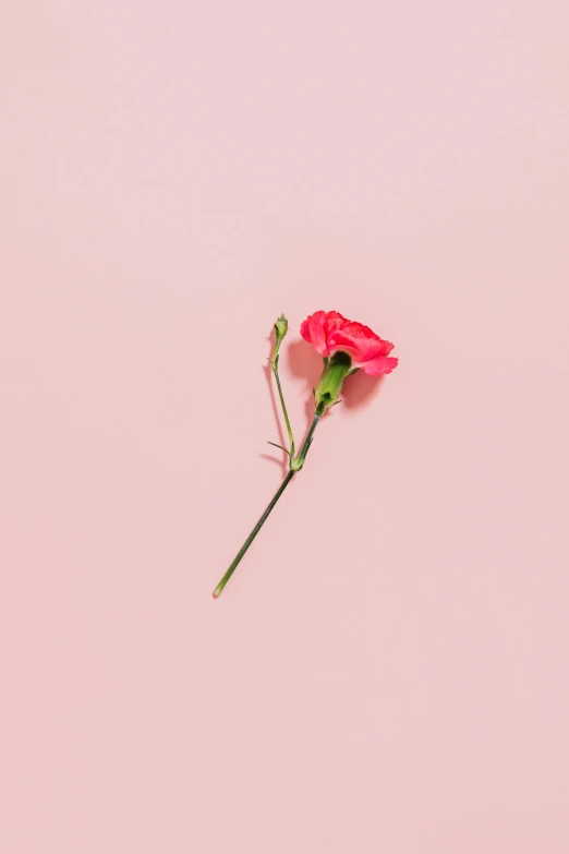 a single pink flower on a pink background, trending on unsplash, dark. no text, carnation, red rose, ignant